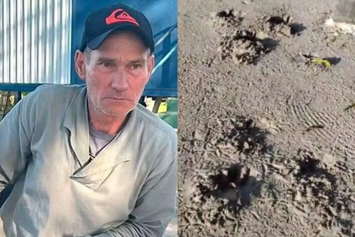 Caseiro é morto por onça-pintada no Pantanal e animal será transferido