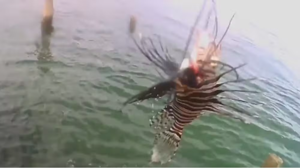 Peixe-leão invasor ameaça ecossistema na Península de Maraú