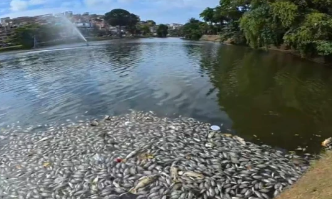 Centenas de peixes aparecem mortos no Dique do Tororó