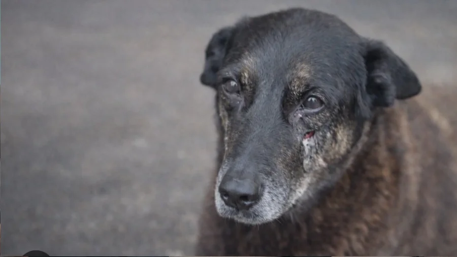 Adolescentes suspeitos no caso Orelha têm celulares apreendidos no aeroporto de Florianópolis