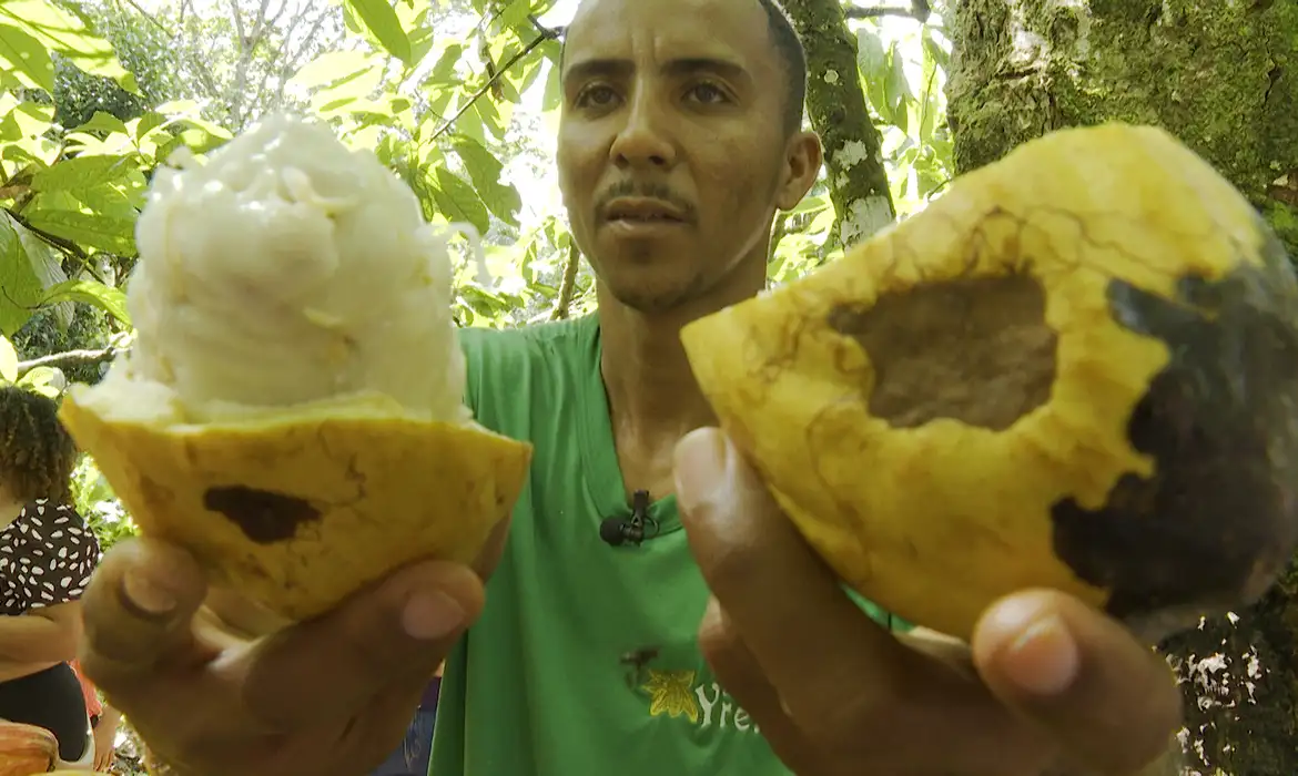 Nova crise do cacau na Bahia assusta produtores 