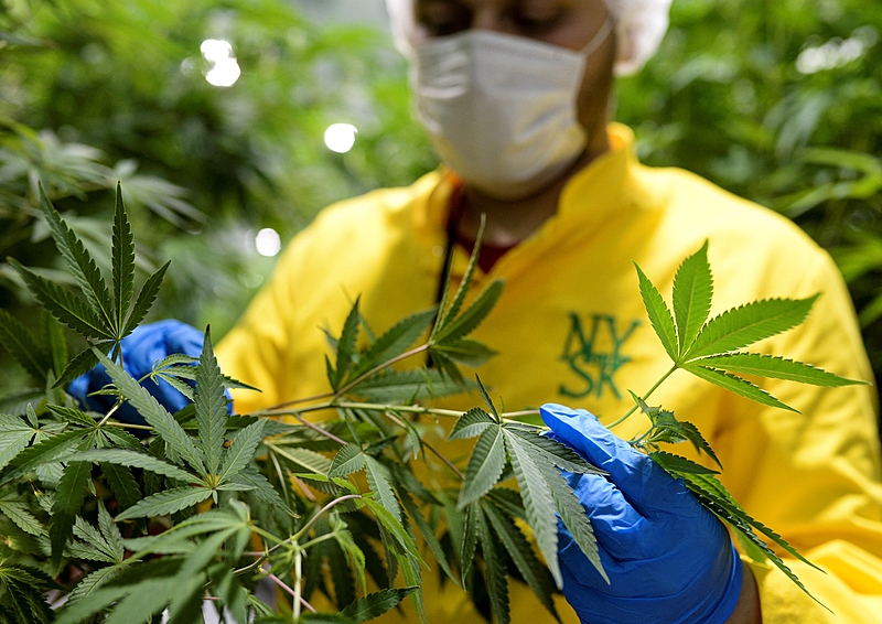 Anvisa define regras para cultivo de cannabis medicinal no Brasil a partir de agosto
