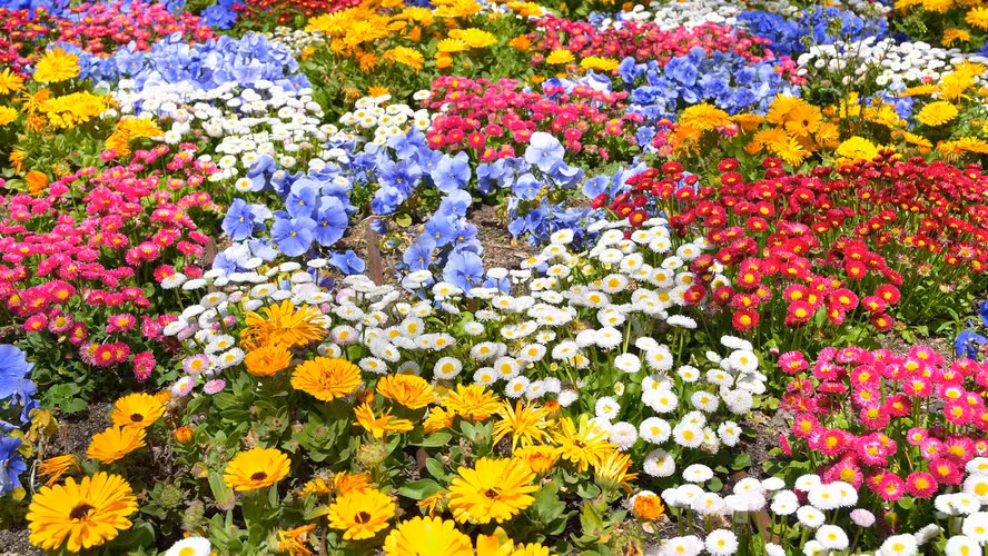 Floricultura ligada a secretária recebe R$ 36 mi do Banco Master