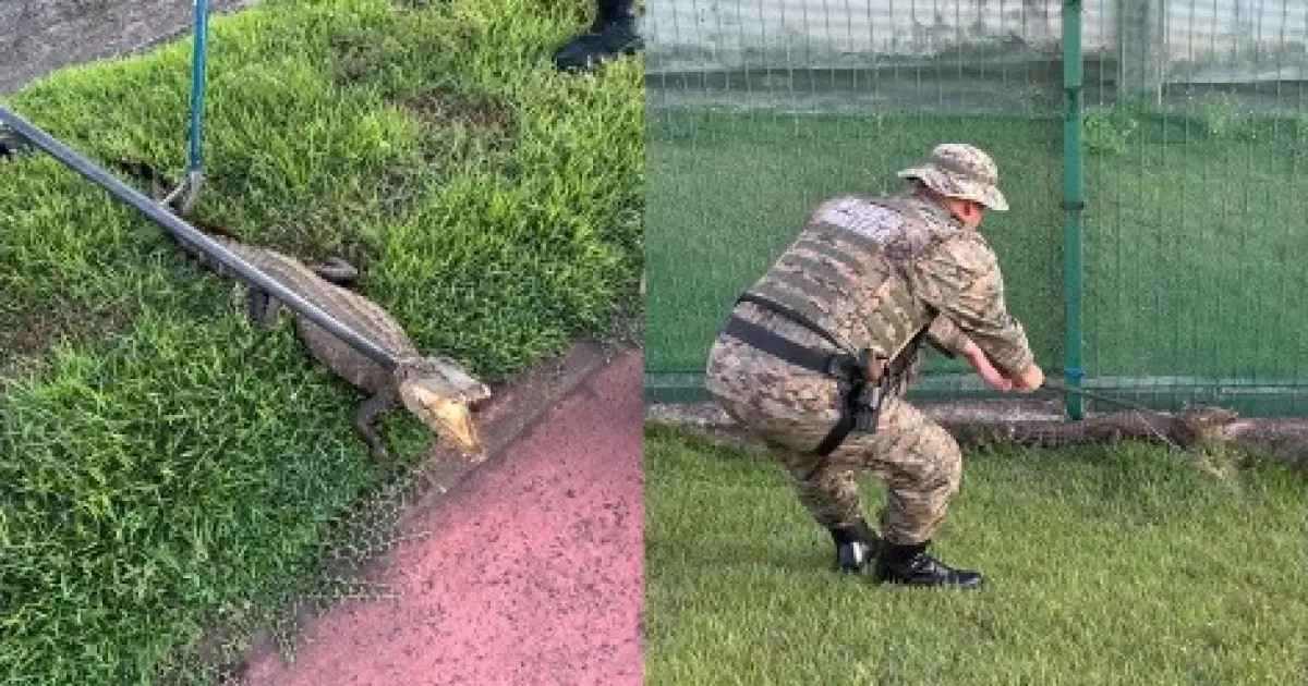 Jacaré-anão ferido é capturado e resgatado pela Polícia Ambiental na Paralela