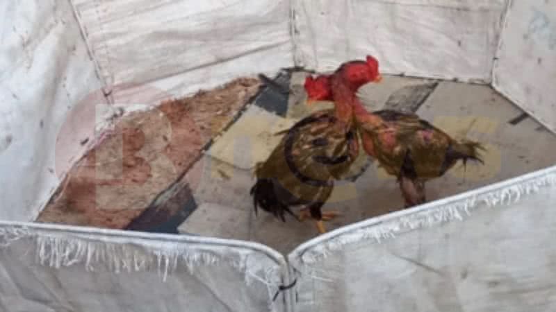 Apreensão de mais de R$ 150 mil em rinha de galos em Salvador