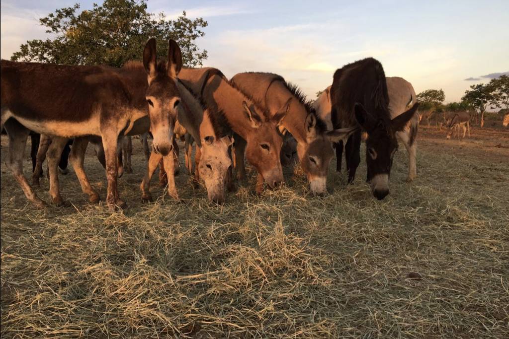 Justiça Federal proíbe abate de jumentos na Bahia