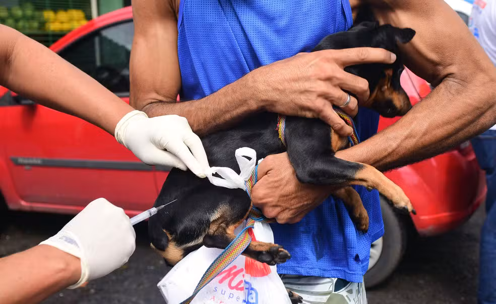 Prefeitura de Salvador libera agendamento para castração gratuita de cães e gatos