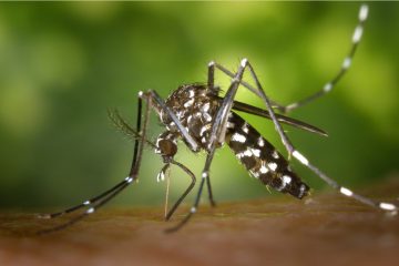 Seis municípios baianos entram em epidemia de dengue, informa Sesab