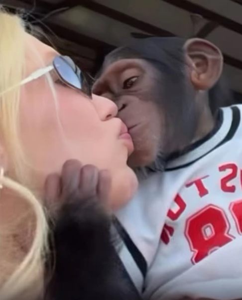 Virginia Fonseca pede desculpas por vídeo com macaco em zoológico