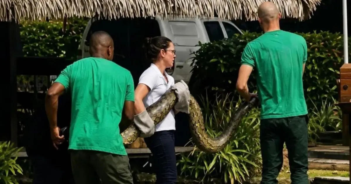 Jiboia de quase dois metros é retirada de lago em resort baiano