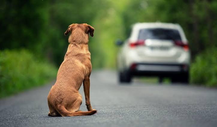 Câmara aprova suspensão de CNH por abandono de animal