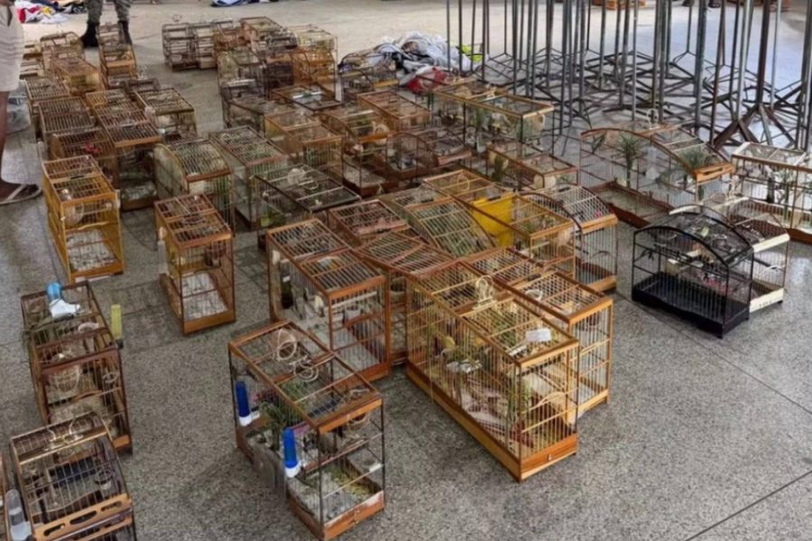 Polícia interrompe torneio ilegal de aves em Águas Claras
