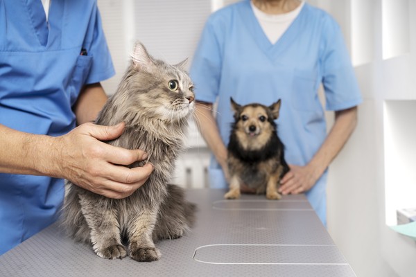 Castramóvel oferece castração gratuita de cães e gatos no Centro Marechal Cantuária